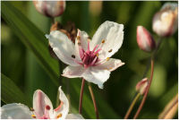 Zwanenbloem