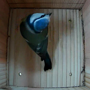 Pimpelmees in nestkast