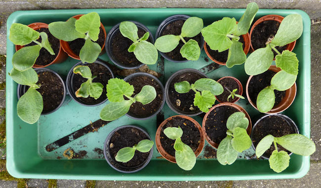 Allerlei pompoenen