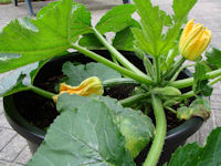 courgetteplant in pot