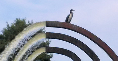 Aalscholver op de fontein Het Grote Gezicht in Joure