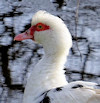 Quiz over vogels Muskuseend
