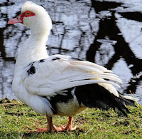 Quiz over vogels Muskuseend