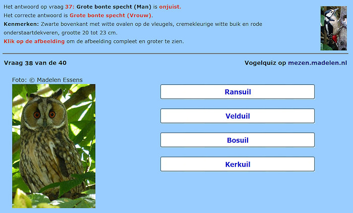 Quiz over vogels Muskuseend