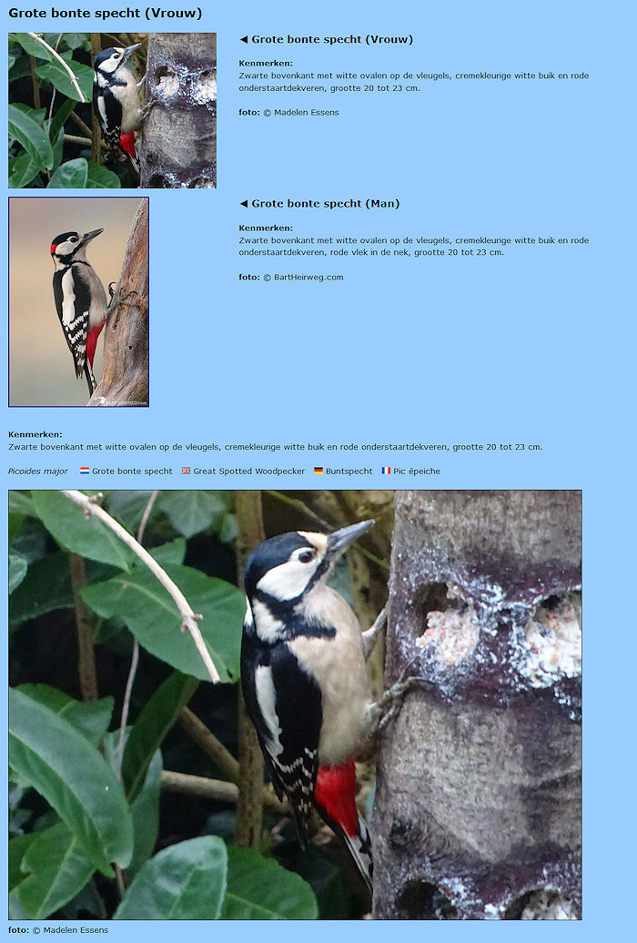 Quiz over vogels Muskuseend